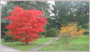 2002 - The Botanic Gardens in Hamburg - 24th October 2002 -  Acer 